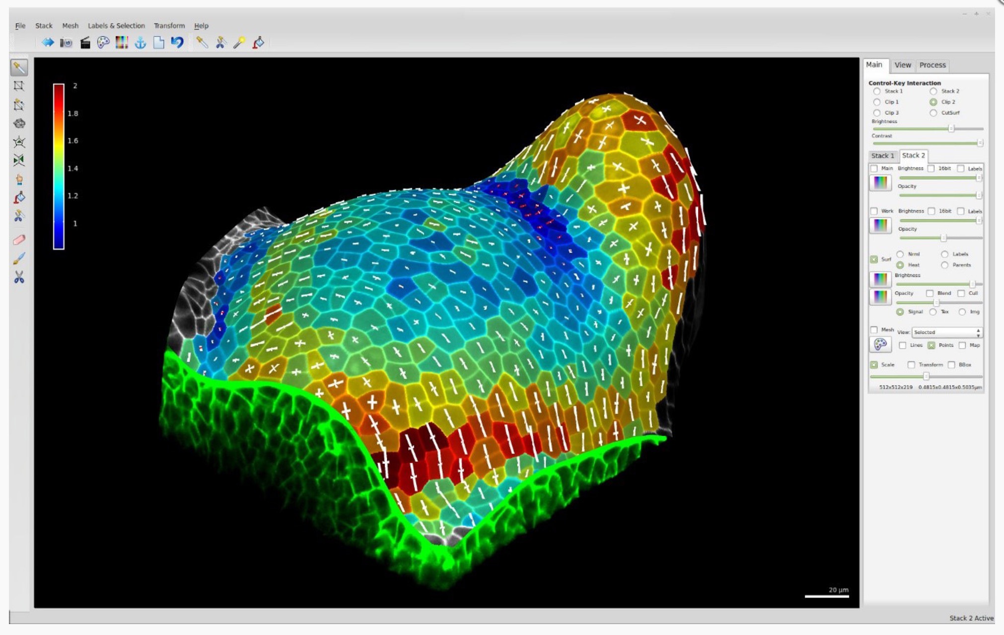 Penis Visualizer